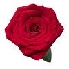 a single red rose on a white background