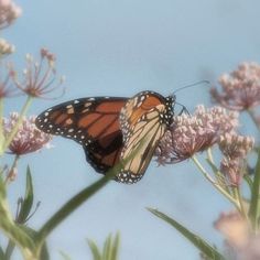 two butterflies sitting on top of purple flowers against a blue sky with clouds in the background