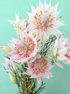 a vase filled with pink and white flowers