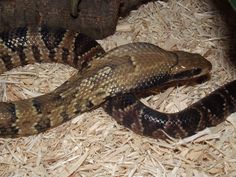 a snake is curled up on some wood shavings