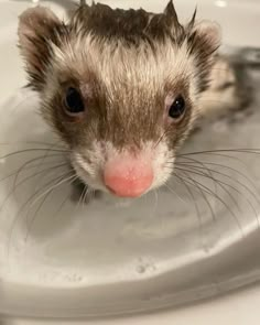 a ferret is sitting in the sink with its tongue out and it's nose sticking out