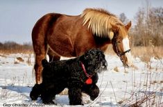 two dogs playing in the snow with a horse