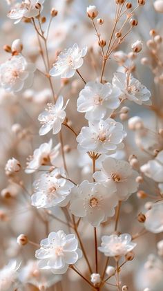 some white flowers are blooming in the air