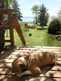 a brown and white dog laying on top of a wooden deck