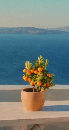 a potted plant sitting on top of a wooden table next to the ocean with an orange tree in it