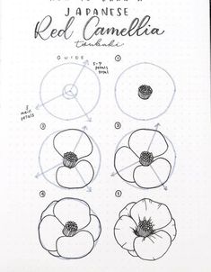 a page in a notebook showing how to draw anemona flowers with pencils