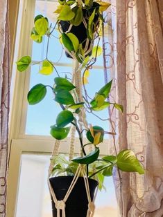 a potted plant hanging from a window sill in front of a curtained window