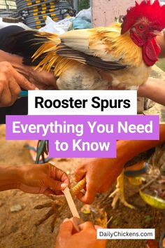 roosters are pecking at people's hands with the words rooster spurs everything you need to know