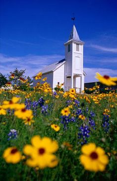 a white church surrounded by yellow and blue flowers