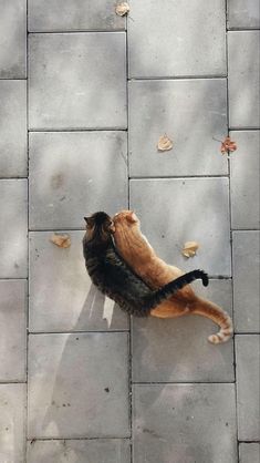 an orange and black cat laying on top of a tile floor next to a tree