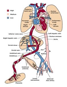 the anatomy of the human heart and its major vessels, including the lungs, stomachs,