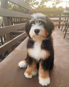 a brown and black dog sitting on top of a wooden floor next to a fence