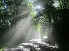 the sun shines through the trees on a road