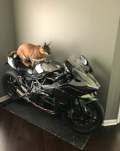 a cat sitting on top of a motorcycle in a corner next to a door way