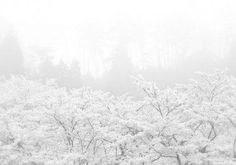 two horses grazing in the snow on a foggy day with trees and bushes behind them