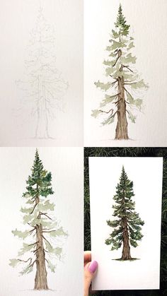 three pictures of trees with different stages of growth and the same tree being drawn on paper