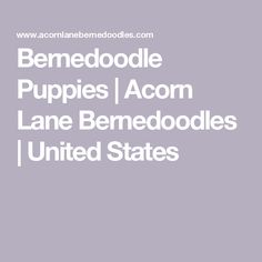 Bernedoodle Puppies | Acorn Lane Bernedoodles | United States