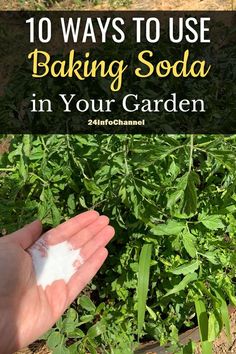 someone holding their hand over some plants with the words 10 ways to use baking soda in your garden