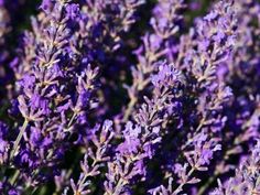 Lavender has the ability to relieve stress, improve mood, promote restful sleep, reduce inflammation, lower skin irritation, prevent infections, and eliminate dandruff. Lavender Tea Benefits, Home Remedies For Sleep, Benefits Of Lavender, Home Remedies For Snoring, Lavender Benefits, Bloated Stomach, Sleep Remedies, Lavender Tea, Sleep Schedule