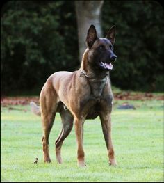 a large brown dog standing on top of a lush green field next to a tree