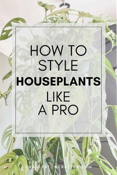 a houseplant with the words how to style houseplants like a pro