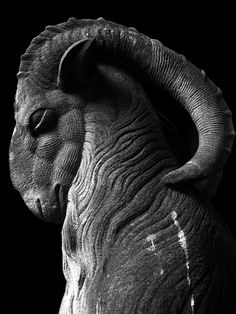 black and white photograph of an elephant's head with its trunk curled in the air