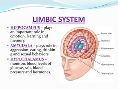 the limbic system is located in the brain and has many functions to help it