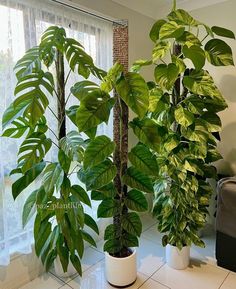 three potted plants in front of a window on the floor next to a couch