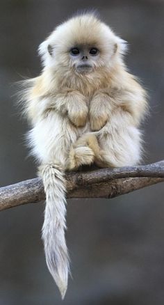 a small monkey sitting on top of a tree branch with its legs crossed and tail curled up