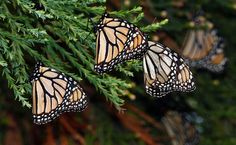 three monarch butterflies resting on a tree branch