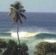 a palm tree sitting on top of a lush green hillside next to the ocean with a wave coming in