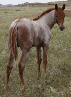 a brown horse standing on top of a grass covered field