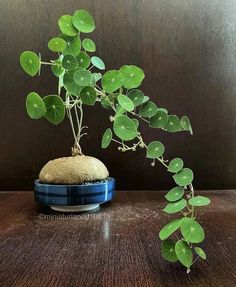 a potted plant sitting on top of a wooden table next to a blue container