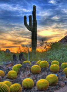 the sun is setting over some cactus bushes