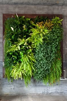 an image of a living wall made out of plants