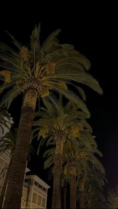 palm trees in front of a building at night