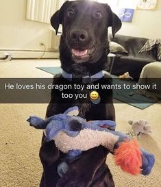 a black dog sitting on top of a stuffed animal