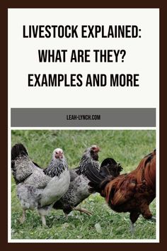 chickens and roosters standing in the grass with text that reads livestock explain what are they examples