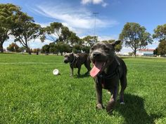 two dogs are running in the grass with a frisbee behind them and one dog has its tongue out