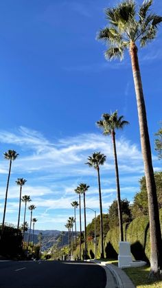 palm trees line the street in front of a blue sky