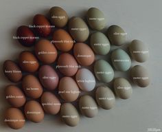 an image of eggs labeled in different languages