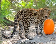 a leopard is holding an orange pumpkin in it's mouth while standing on the ground