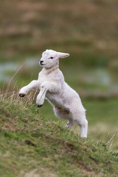 a small white lamb standing on its hind legs