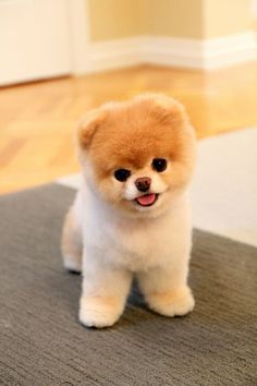 a small brown and white dog sitting on top of a rug