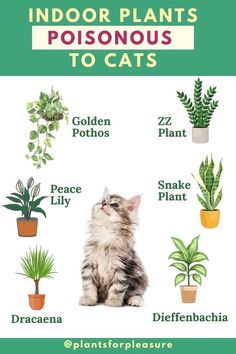 a cat sitting in front of potted plants with the words indoor plants to cats