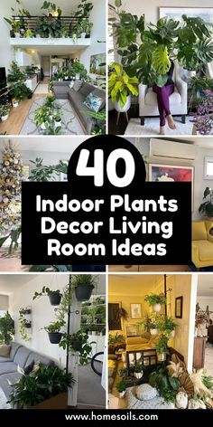 the top ten indoor plants that are living room ideas for homeowners and gardeners