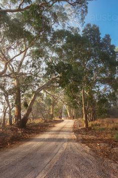 a dirt road surrounded by trees and grass