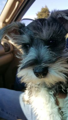 a small dog sitting in the passenger seat of a car