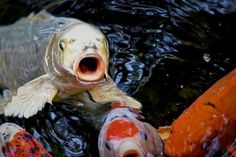 there are many different colored fish in the water with their mouths open and mouth wide open