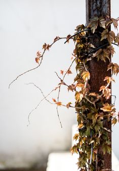 an old pole with vines growing on it